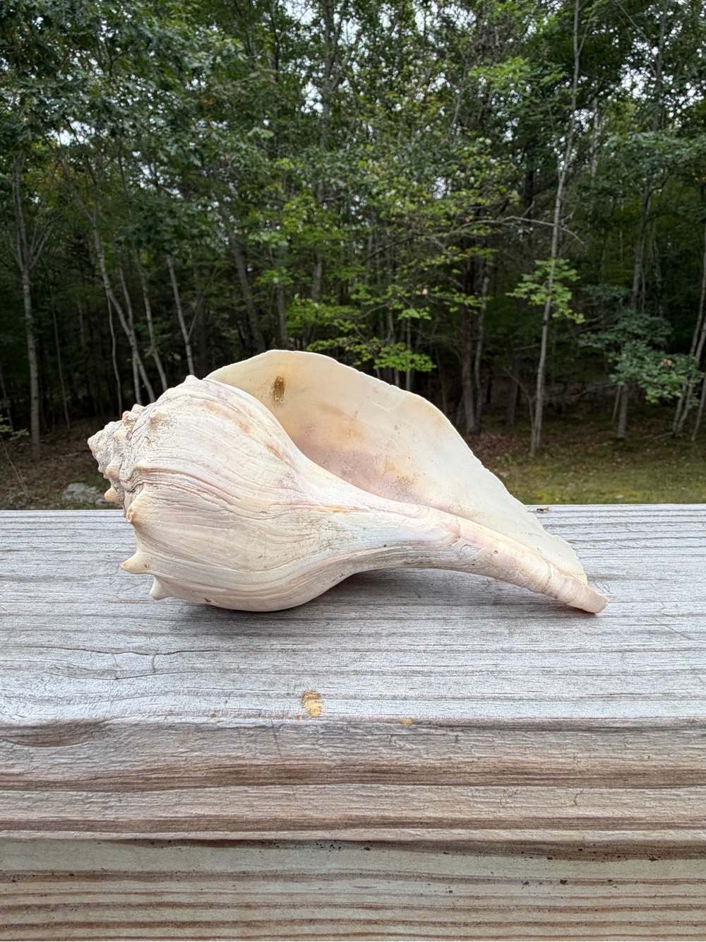 Knobbed Whelk SeaShell